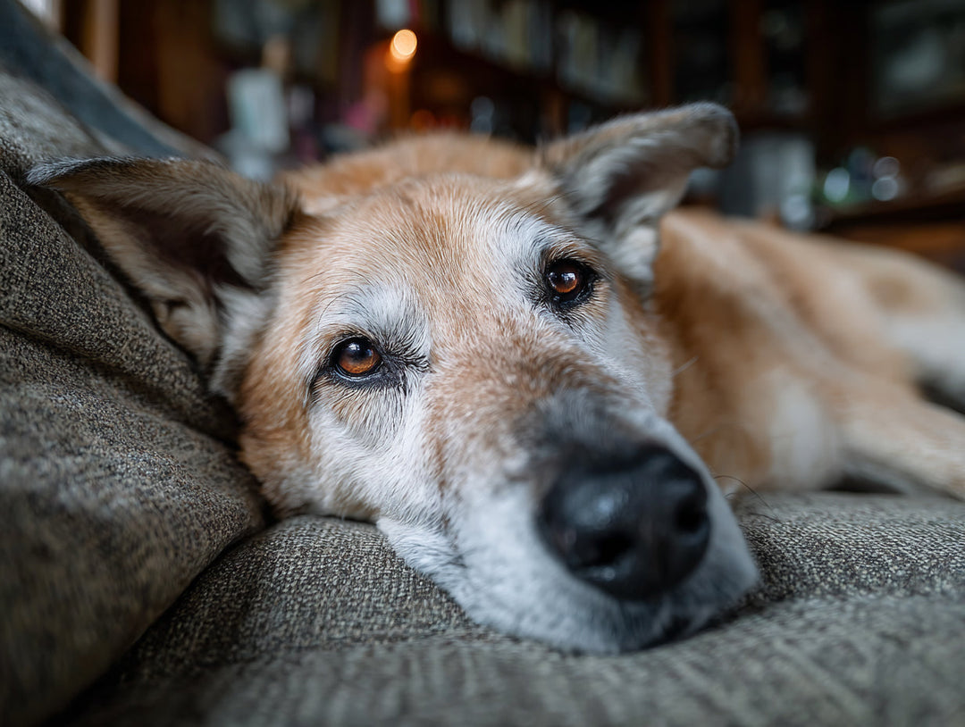 How Can You Read Your Dog’s Body Language Better?