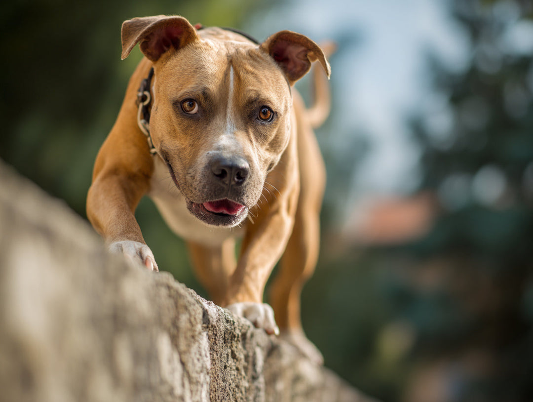 How Do You Calm Down an Overly Energetic Dog?