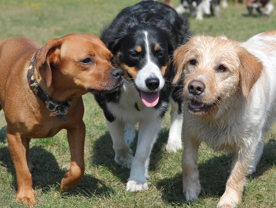 How Do You Help a Dog With Reactivity Around Other Dogs?