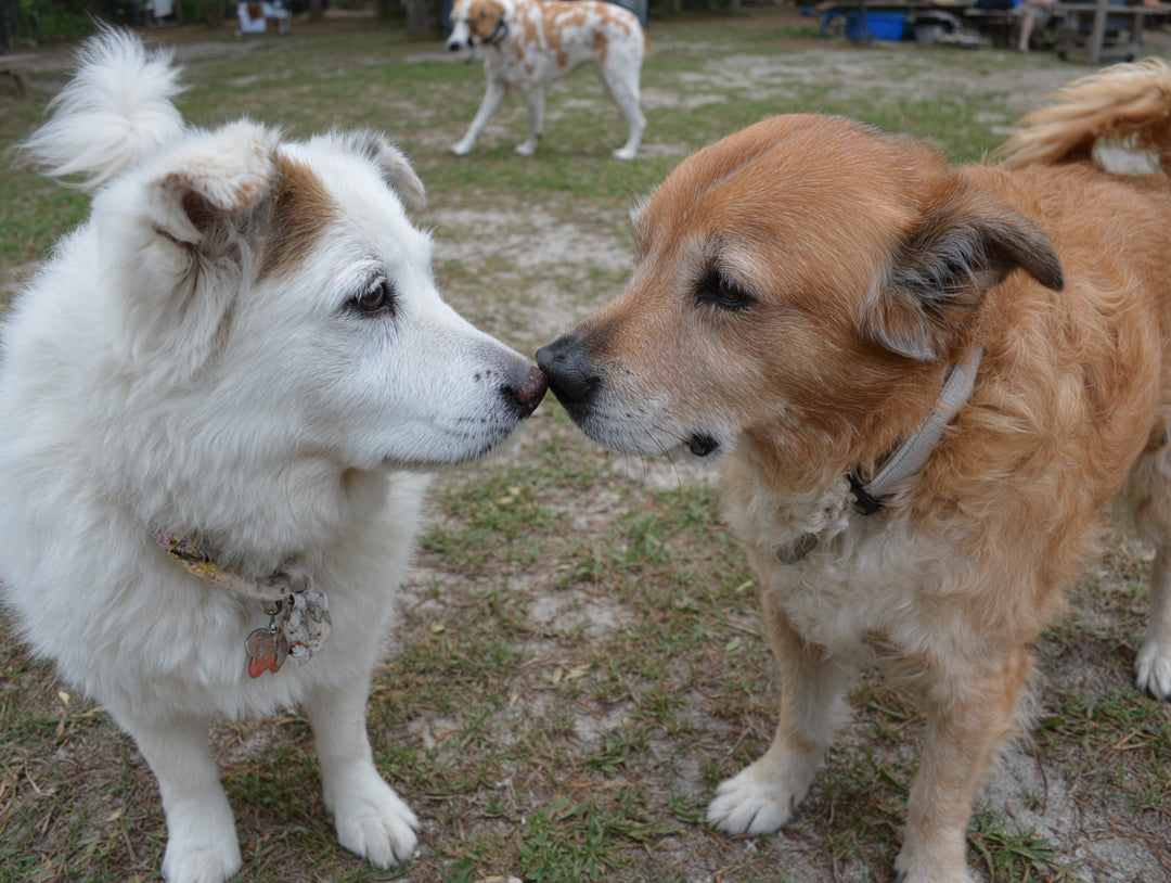 What Are Little Known Dog Facts Every Owner Should Know?