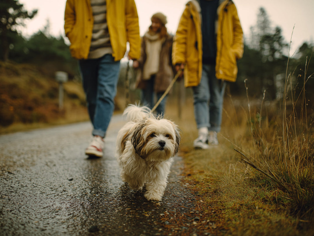 What Are the Biggest Challenges of Owning a Dog Long Term?