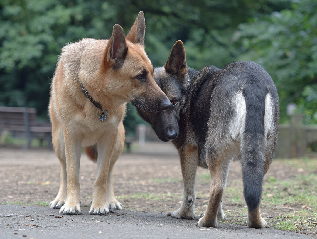 Why Do Dogs Behave the Way They Do When They Smell Their Own Butt?