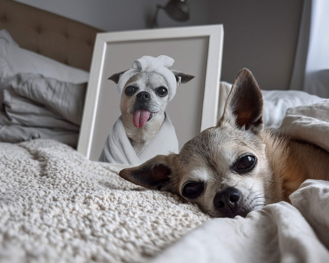 A Chihuahua lying on a bed next to a framed custom art print of it wearing a spa towel and sticking its tongue out.