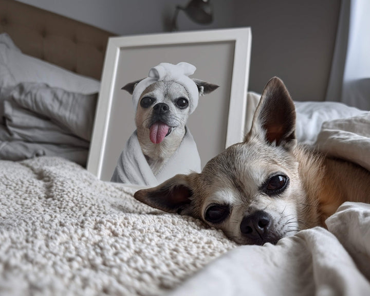 A Chihuahua lying on a bed next to a framed custom art print of it wearing a spa towel and sticking its tongue out.