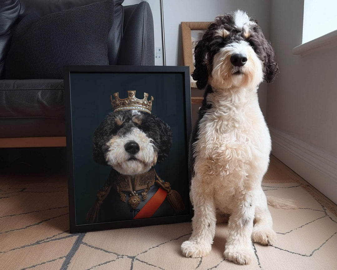 Custom royal pet portrait of a Bernedoodle as a king wearing a crown and red regal sash.