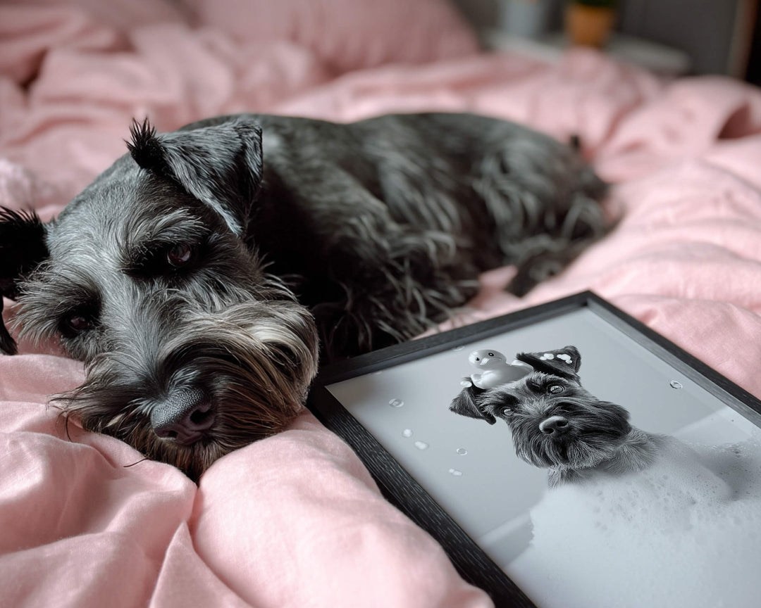 Close-up of a Schnauzer dog lying on a bed next to a custom framed black and white pet illustration.