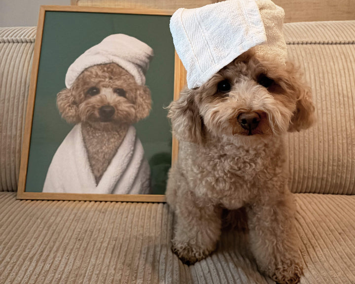 Dog in Robe with Towel