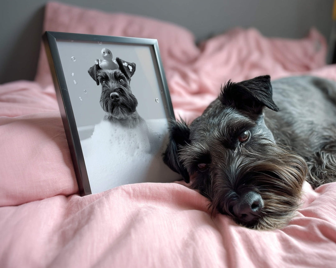 A black Schnauzer resting on a pink blanket next to a black and white framed sketch of its face.